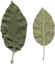 Galarina leaf
