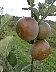 Cox's Orange Pippin.jpg