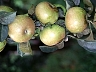 Pomograte Russet.jpg