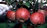 Royal Red Delicious.jpg