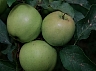Summerland Golden Delicious.jpg