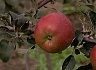 Winesap.jpg
