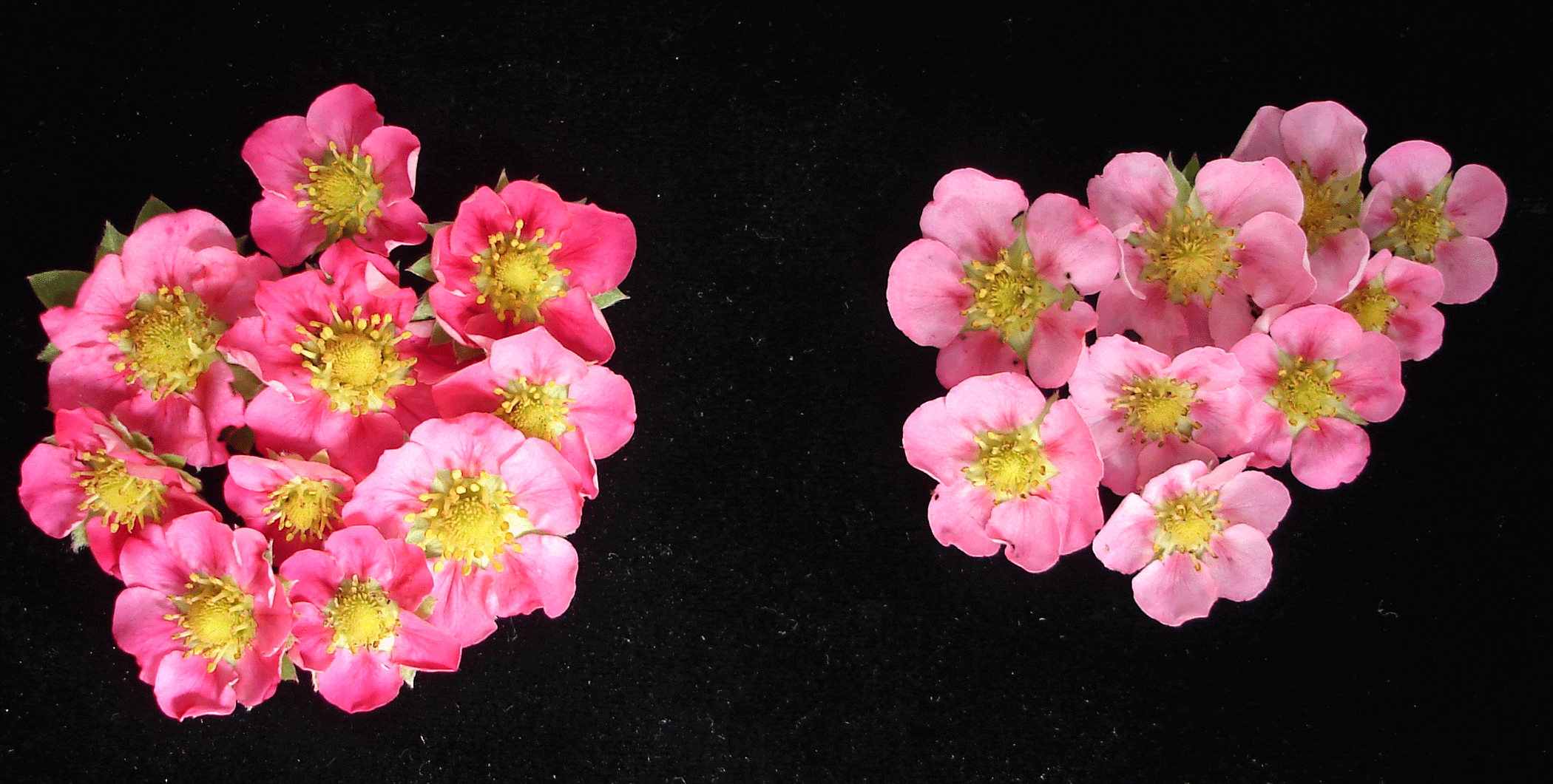 Roseberry vs Rosalyne