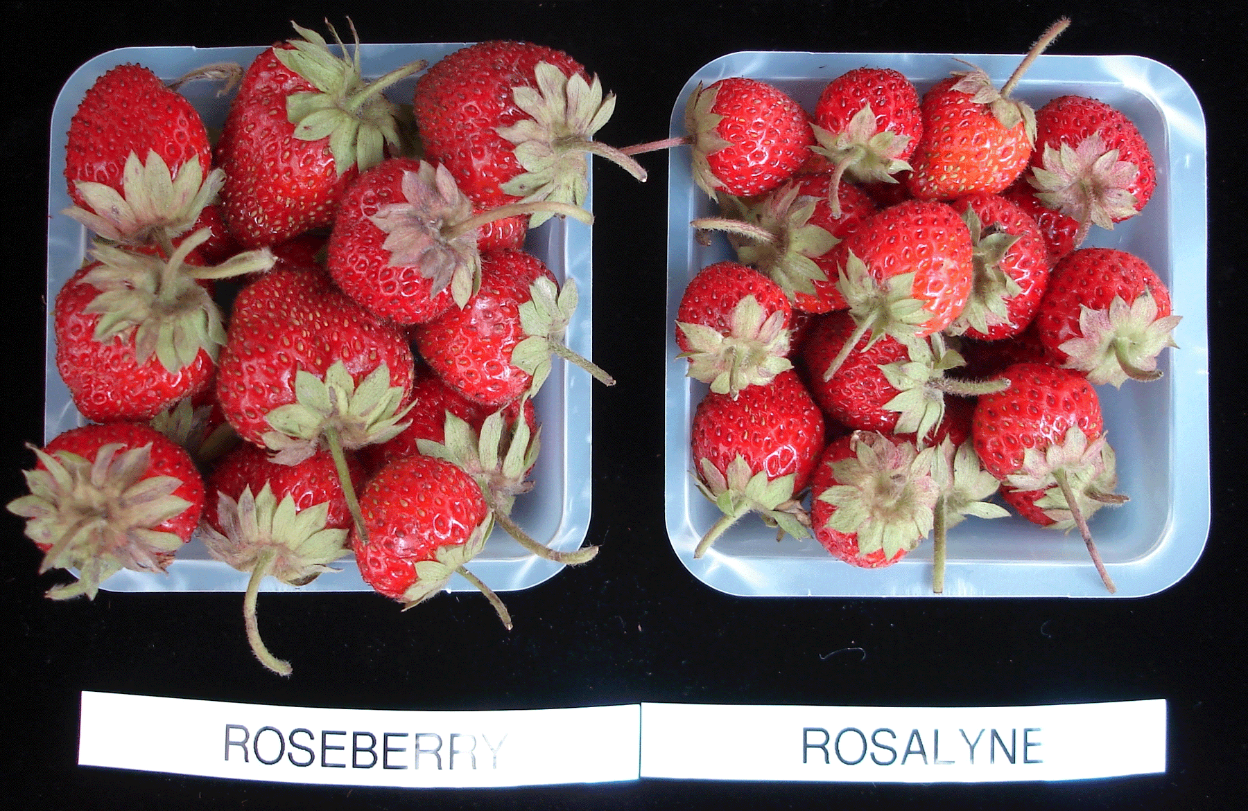 Roseberry vs Rosalyne